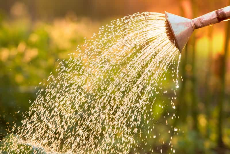 Watering